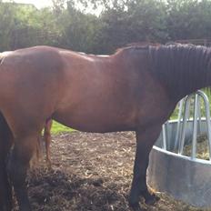 Anden særlig race Oliver