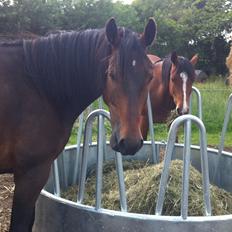 Anden særlig race Oliver