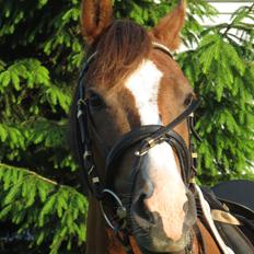 DSP Thorslunds Sunny Boy