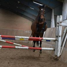 Dansk Varmblod Lobca K