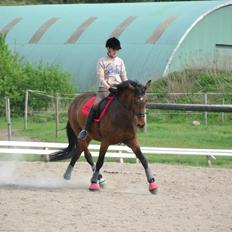 Dansk Varmblod Lobca K