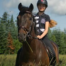 Irsk Sportspony Ebonys Star