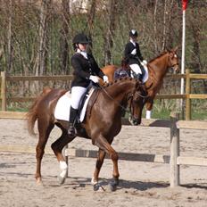 Dansk Varmblod Asterix