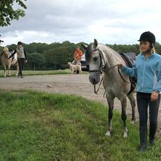 Anden særlig race Miss Dixie