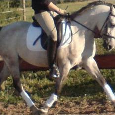 Anden særlig race Miss Dixie