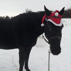 Dansk Varmblod little joke