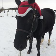 Dansk Varmblod little joke