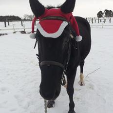 Dansk Varmblod little joke