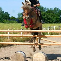 Fjordhest BG Gandalf (Fyns/klub mester!<3<3) :-*