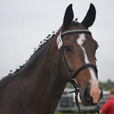 Oldenborg Bella Tisted