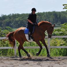 Dansk Varmblod Faith