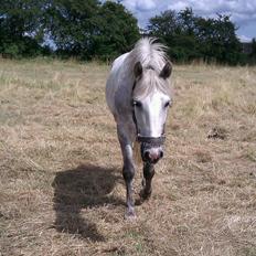 Connemara Blue Rossi (tid. part)