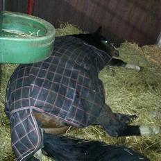 Dansk Varmblod Equisanas Jolly Jumper