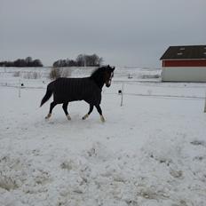 Dansk Varmblod Equisanas Jolly Jumper