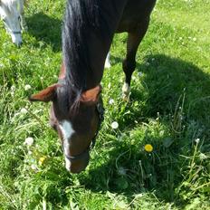 Dansk Varmblod Equisanas Jolly Jumper