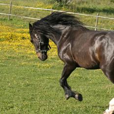 Anden særlig race Lukhas