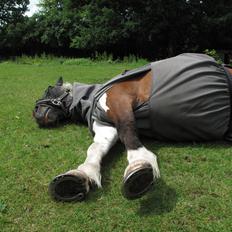 Shetlænder Smilla #Den farlige biavler! xD#