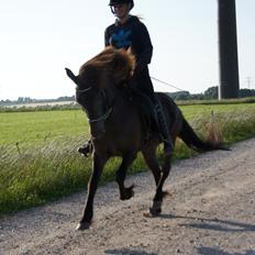 Islænder Björk fra Barmer Mølle