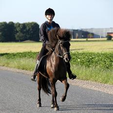 Islænder Björk fra Barmer Mølle