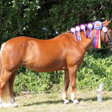 New Forest Folehaves Nathali * klubmester i spring 2013*