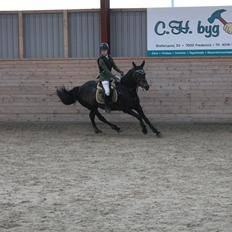 New Forest Tiffany<3