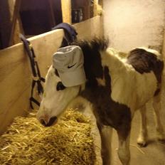 Irish Cob Richardys Mascot