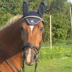 Sportsaraber (A) Lukas d 28 november Hvil i fred