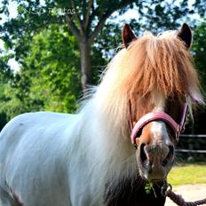 Shetlænder Flaminco **TheDreamPony**<3