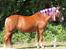 New Forest Folehaves Nathali * klubmester i spring 2013* - min præmie pony<3 Gørlev hesteskue 2013