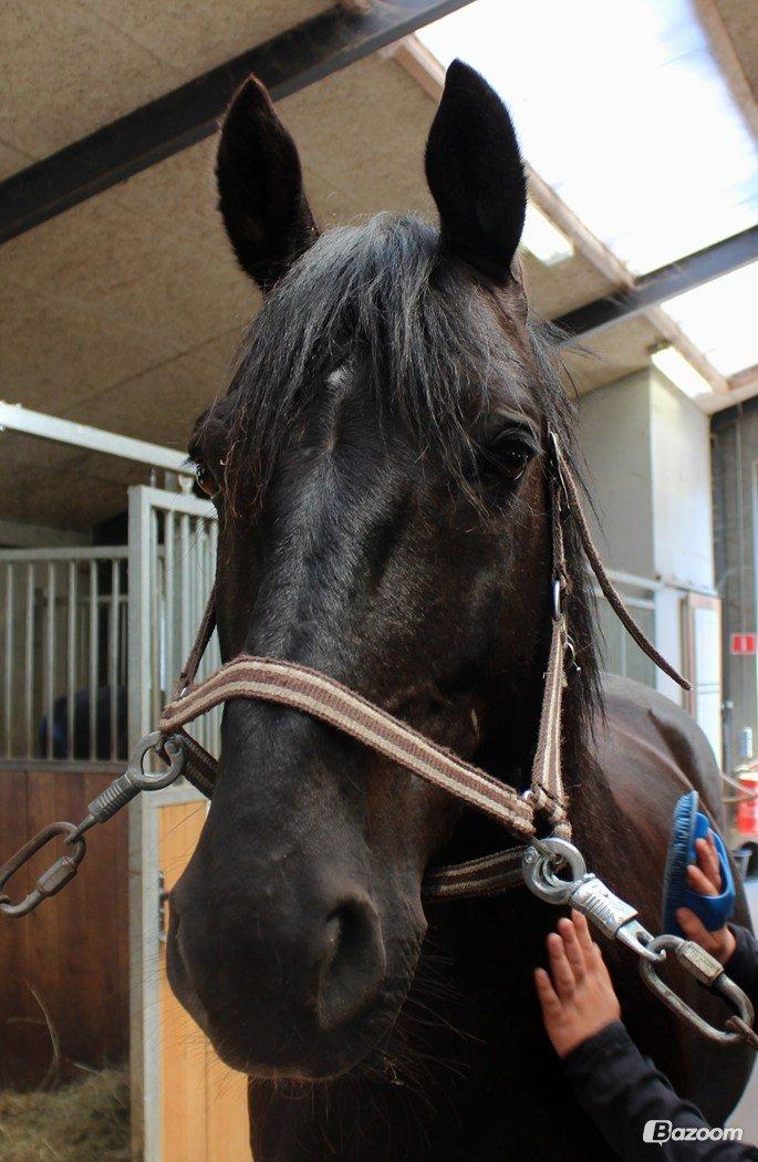 Anden særlig race Mr. D (Dallas) - Bassen på HVR d.12/6-13. Smuk! (Foto; Mig eller Bettina Westh) billede 20