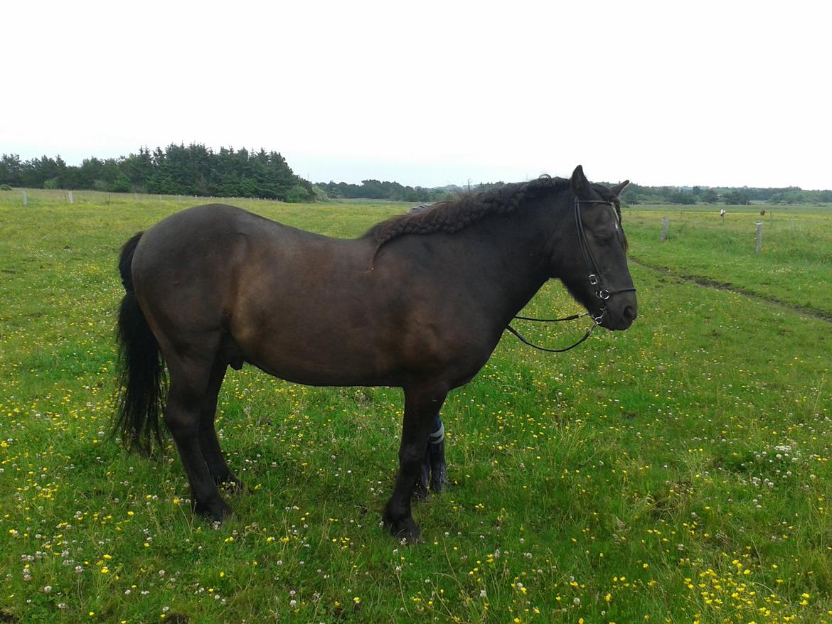 Islænder Svartur billede 6