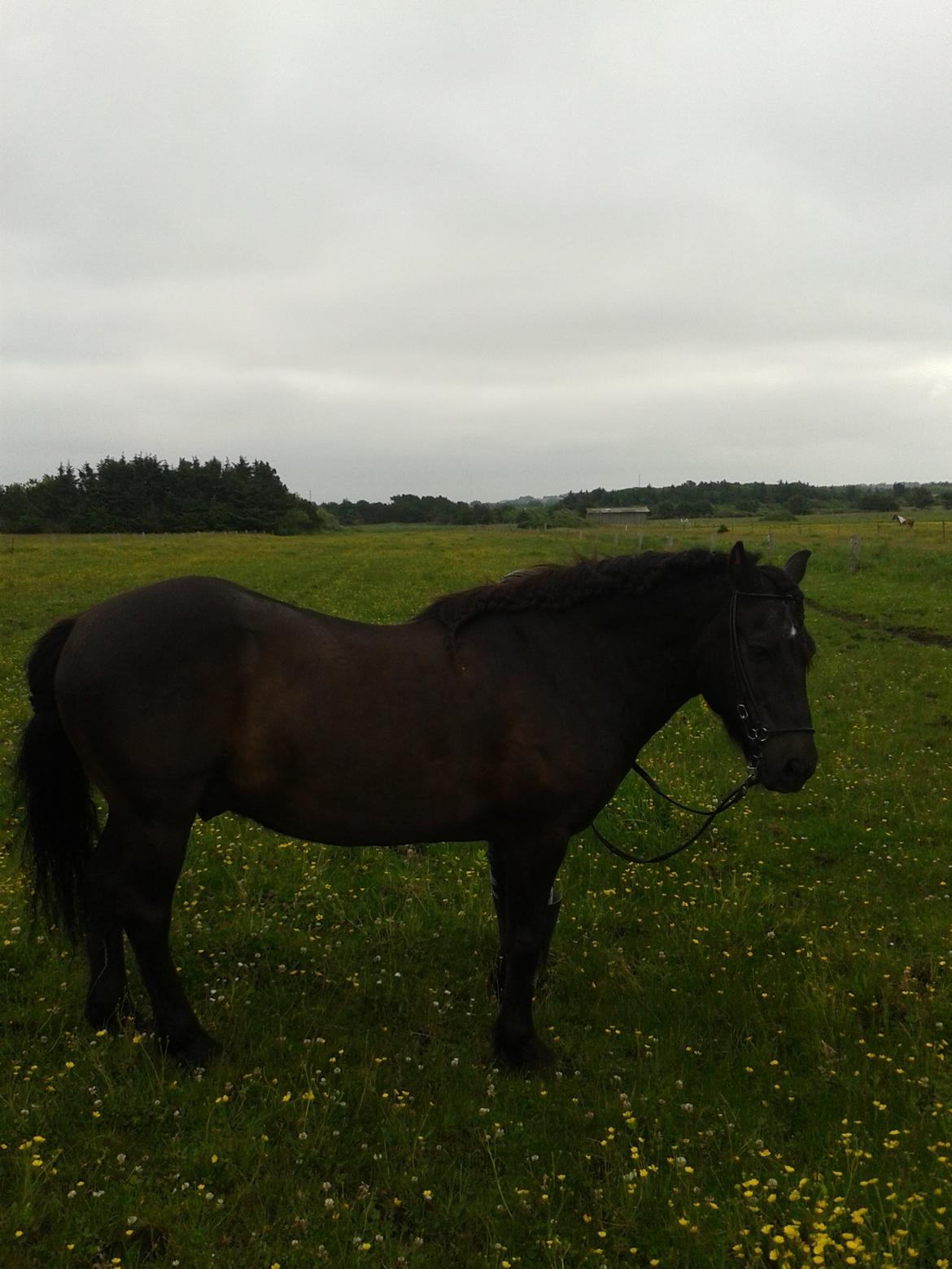 Islænder Svartur billede 7