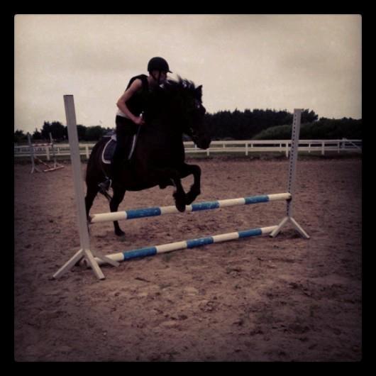 Islænder Svartur - 60cm. billede 4