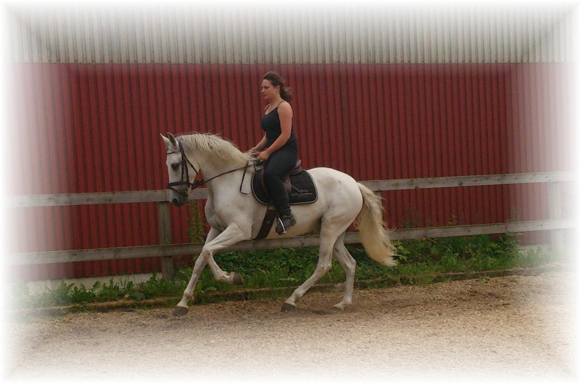 Anden særlig race Raya billede 12