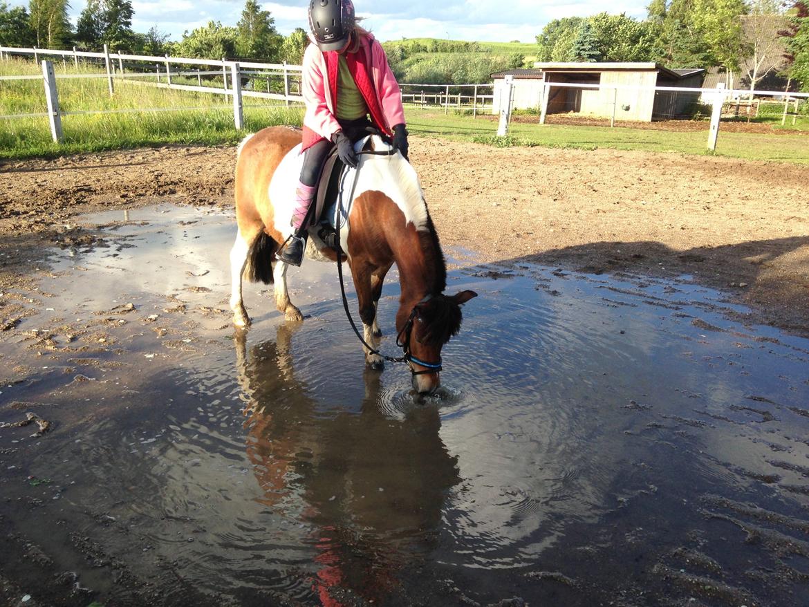 Anden særlig race Valde af ebbedal m billede 14