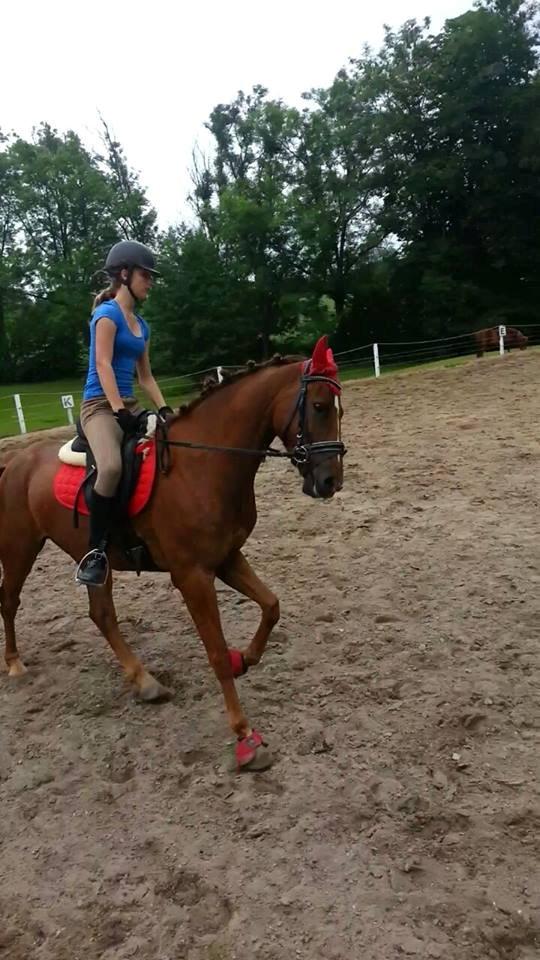 Anden særlig race Ricardo billede 19