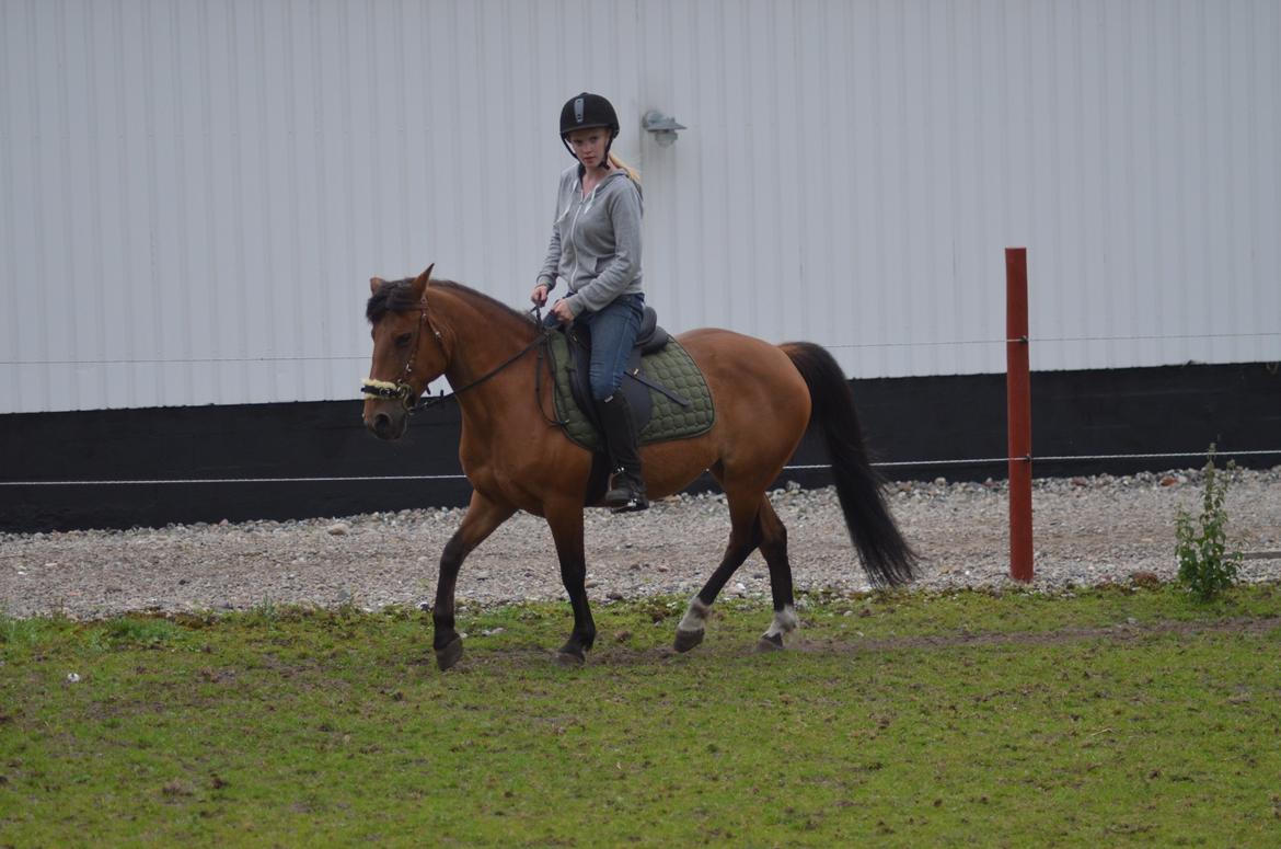 Anden særlig race Flicka billede 5