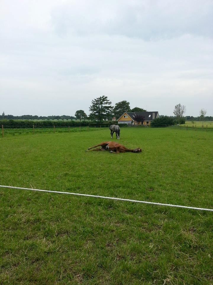 Anden særlig race Ricardo billede 10