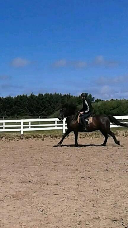 Islænder Svartur billede 5