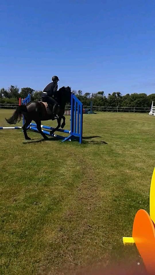 Islænder Svartur - første spring!<3 billede 2