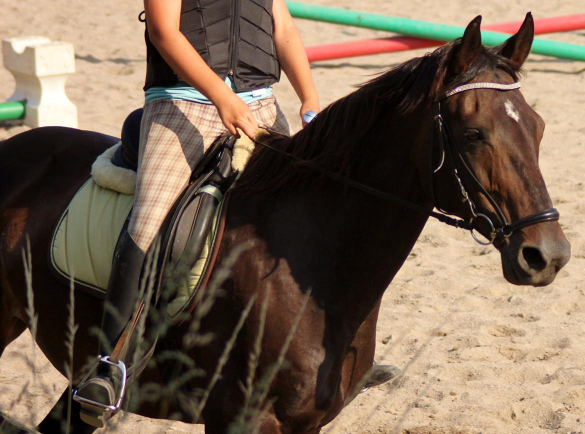 Dansk Varmblod Vesterhavegaard´s Deuchet Epona billede 4