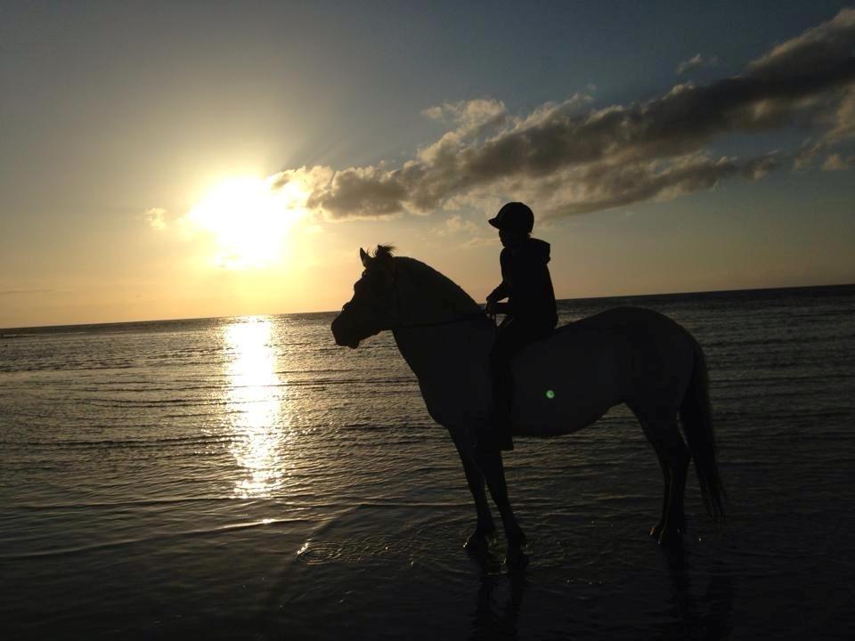 Fjordhest Anja<3 (My Soulmate<3).             (Solgt) - Mig og min smukke hyp, i solnedgangen på Stranden <3 billede 5