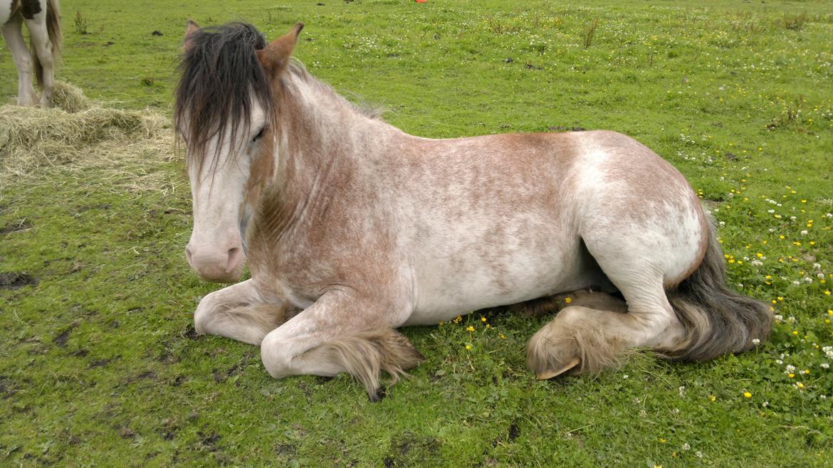Irish Cob - Diamond [For evigt elsket] - Første gang hun ligger ned ved min side <3 billede 6