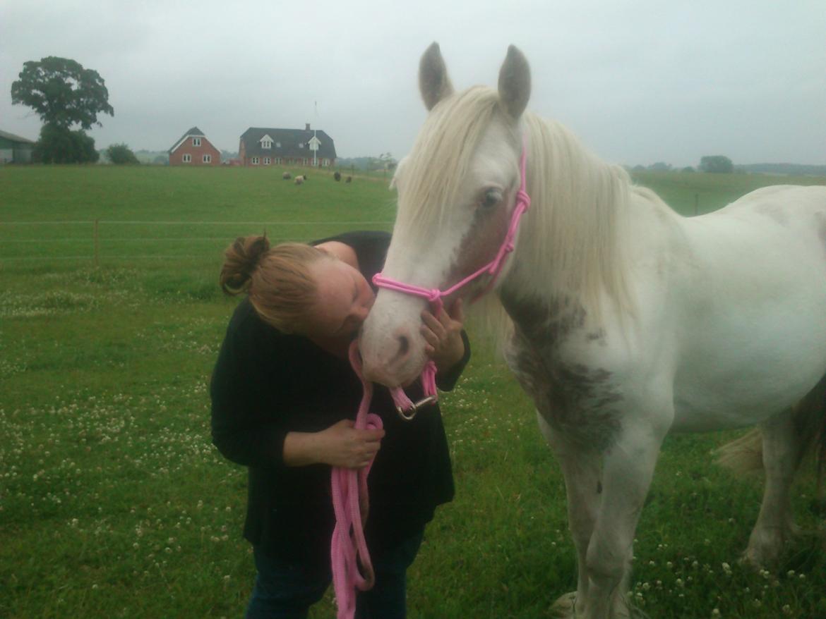 Irish Cob Harmonys Golden Roy billede 10