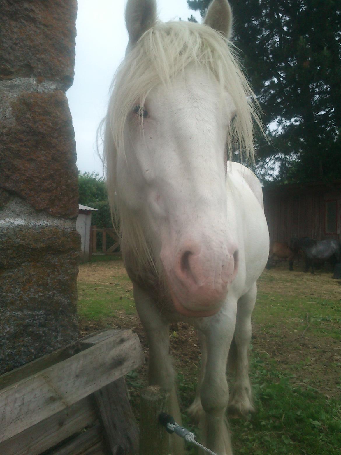 Irish Cob Harmonys Golden Roy billede 12