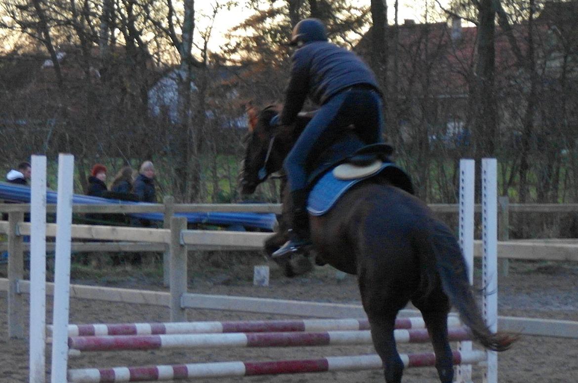 Anden særlig race shadow of touch - din dejlige hest! billede 12