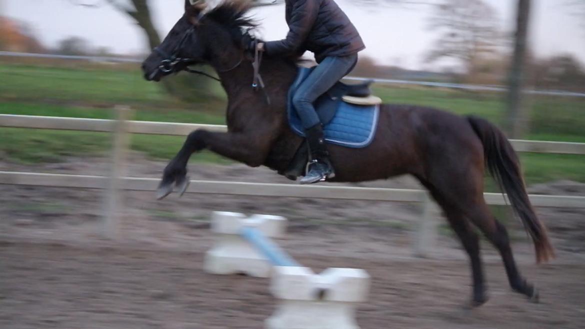Anden særlig race shadow of touch - du ligger altid såå højt over springet, tror hun tror vi springer LB-LA for hest billede 18
