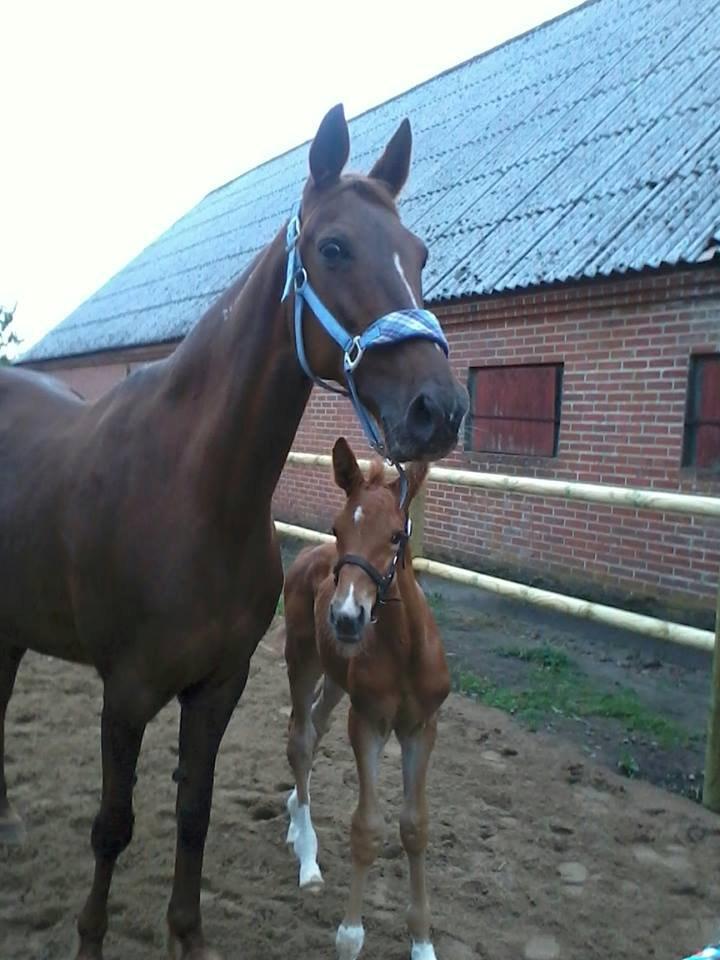 Traver Gazelle Toft - Hun og hendes Føl Charlie :-* billede 12