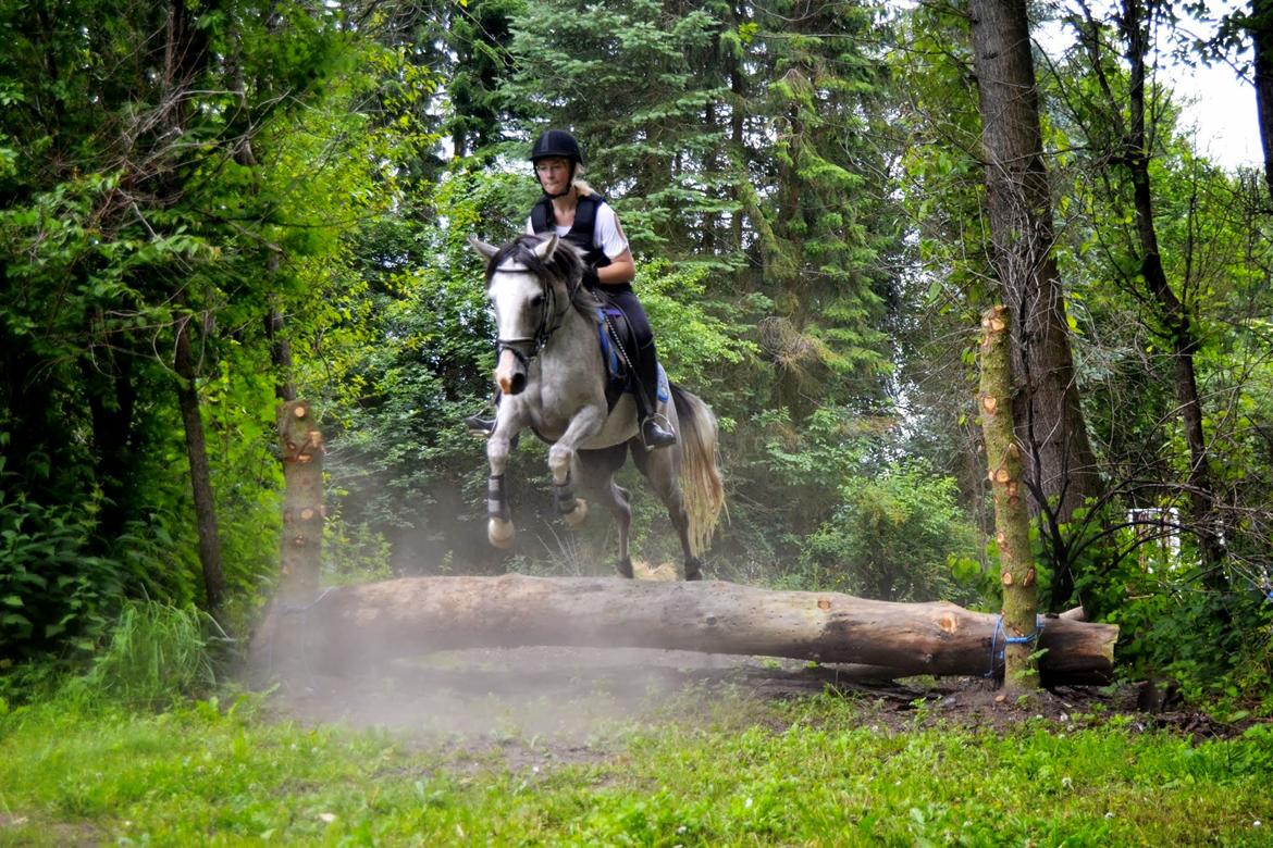 Anden særlig race Asgårds Frigg<3 - velkommen til Friggs profil! 
Første gang Frigg og jeg var ude og springe i tærrenget!!:) billede 4