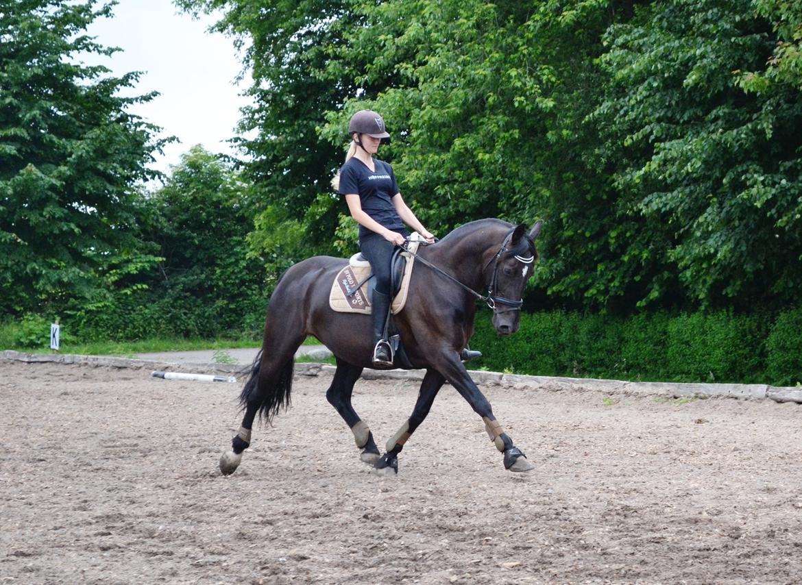 Anden særlig race Lady Gaga billede 12